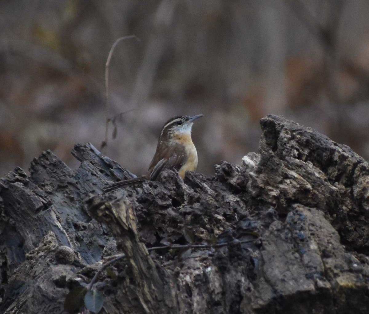 Troglodyte de Caroline - ML646697907