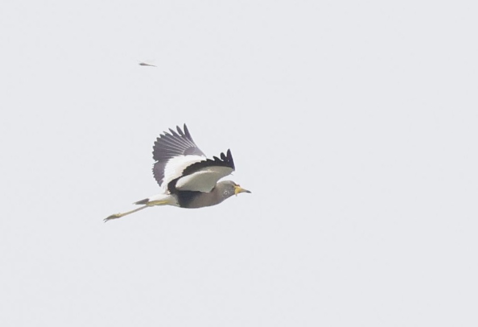 Wattled Lapwing - ML646697909