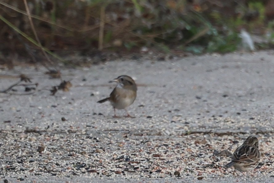 Swamp Sparrow - ML646697910