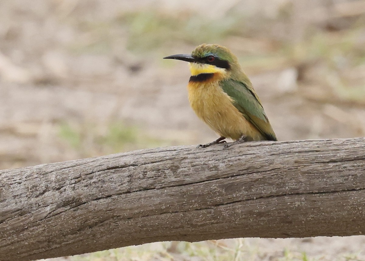 Little Bee-eater - ML646697911