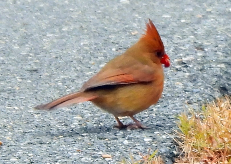 Northern Cardinal - ML646697912