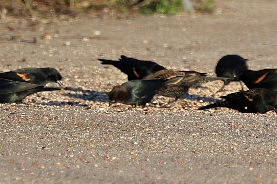 Brown-headed Cowbird - ML646697916