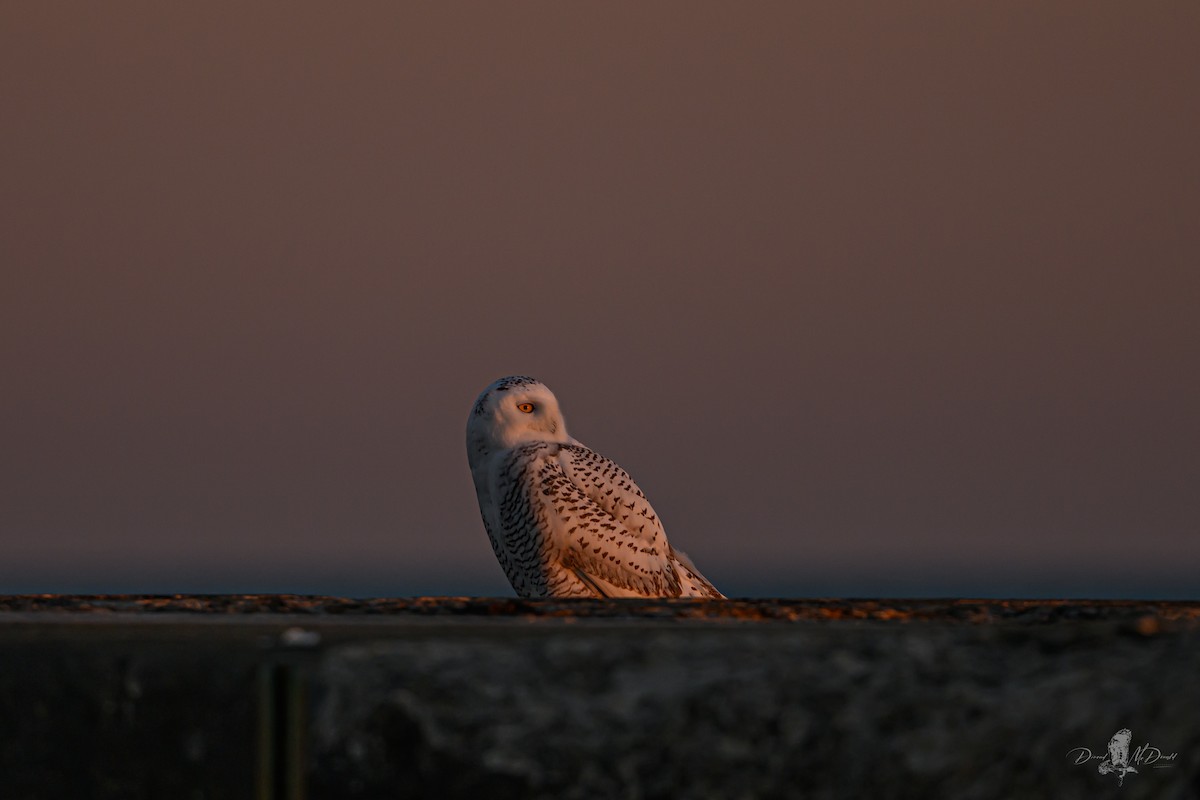 Snowy Owl - ML646697918