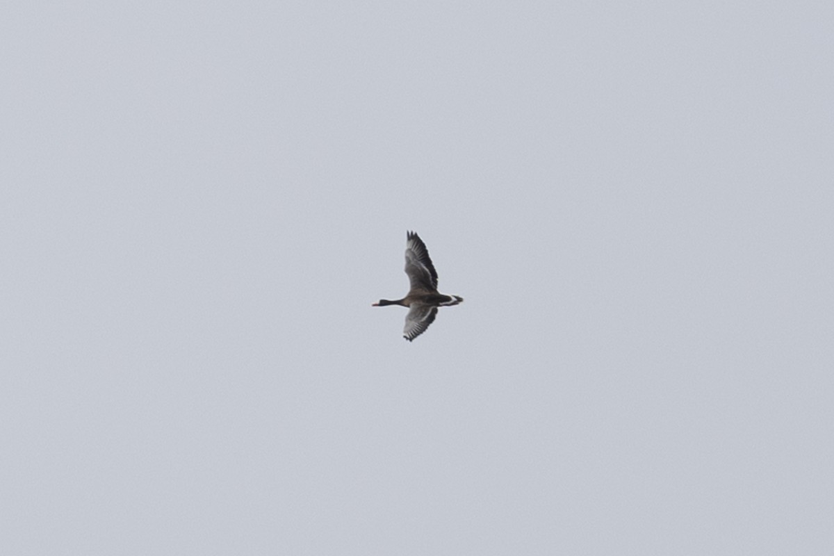 Greater White-fronted Goose - ML646697920