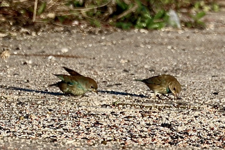 Indigo Bunting - ML646697921