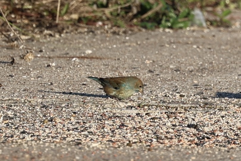Indigo Bunting - ML646697922