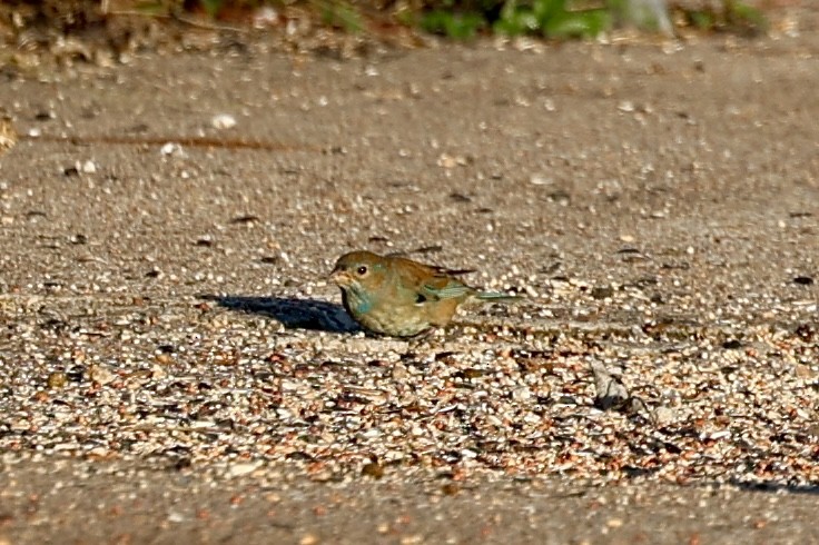 Indigo Bunting - ML646697923