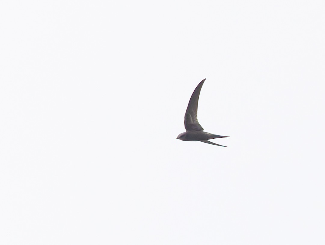 Common Swift - ML646697924