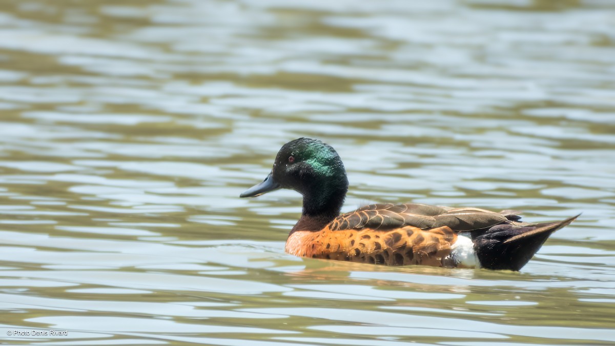 Chestnut Teal - ML646697925