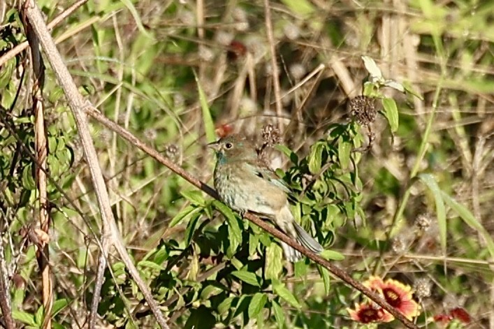 Indigo Bunting - ML646697926