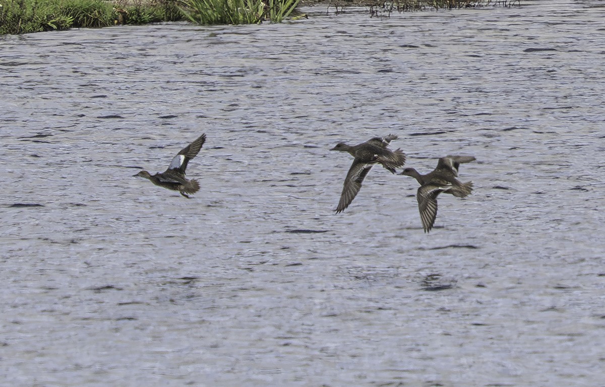 Zertzeta hegalurdina - ML646697927