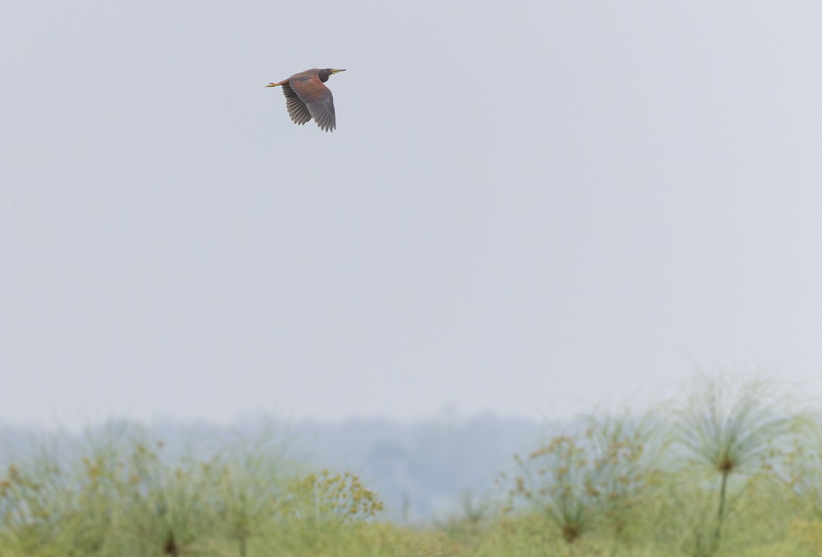 Рыжебрюхая цапля - ML646697934