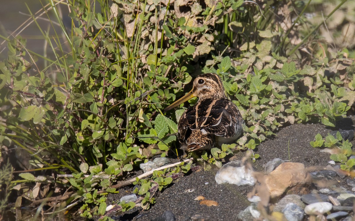 Common Snipe - ML646697943