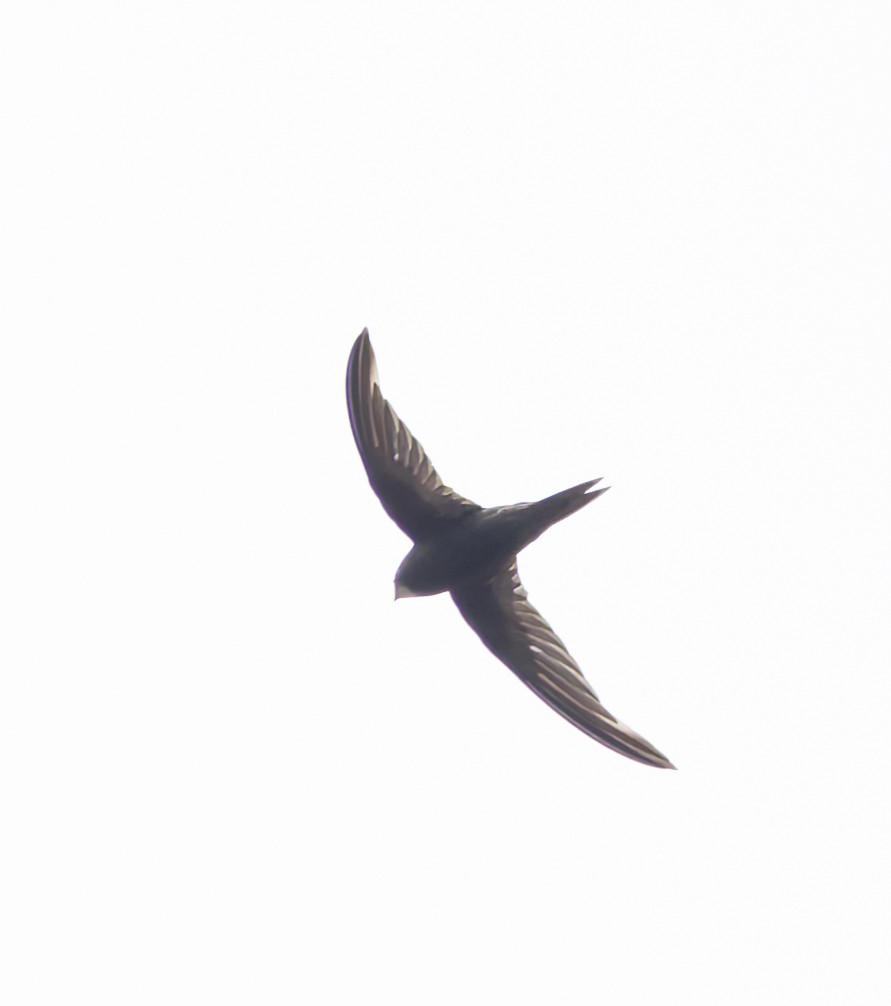 Common Swift - ML646697944
