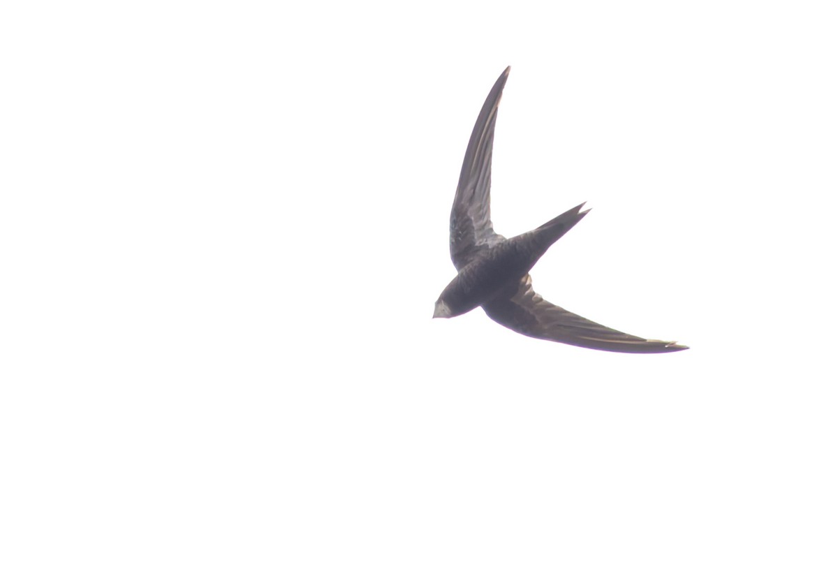 Common Swift - ML646697946