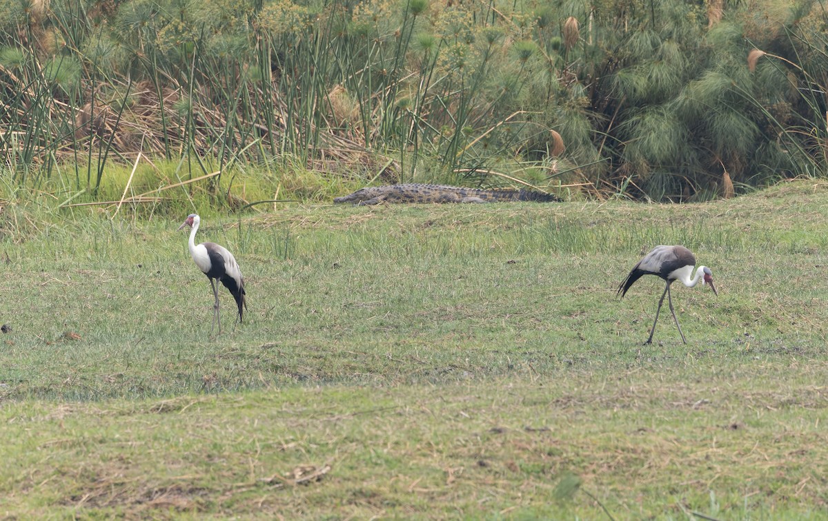 Wattled Crane - ML646697950