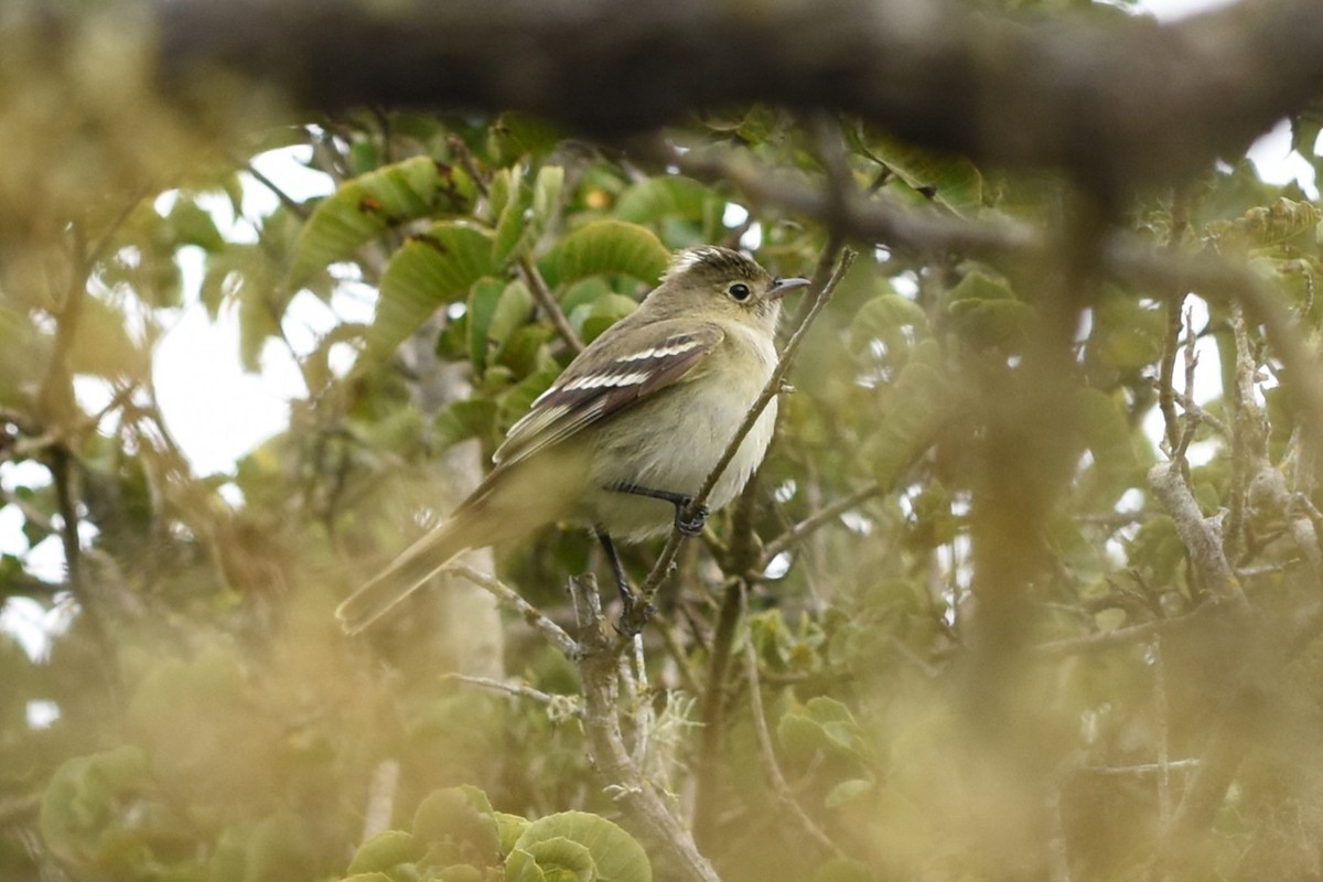 White-crested Elaenia - ML646697954