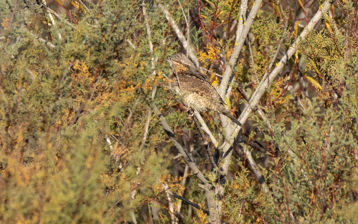 Lepitzulia - ML646697957