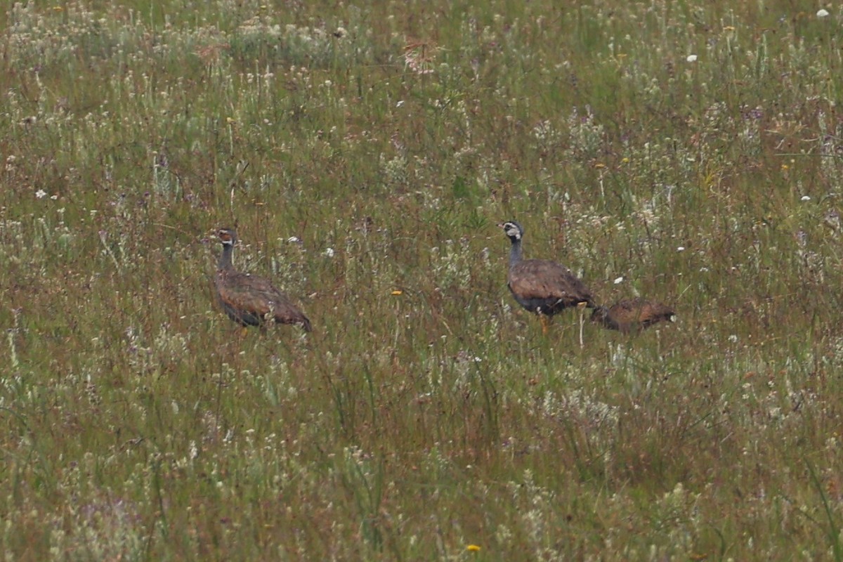 Mavi Toy - ML646697958