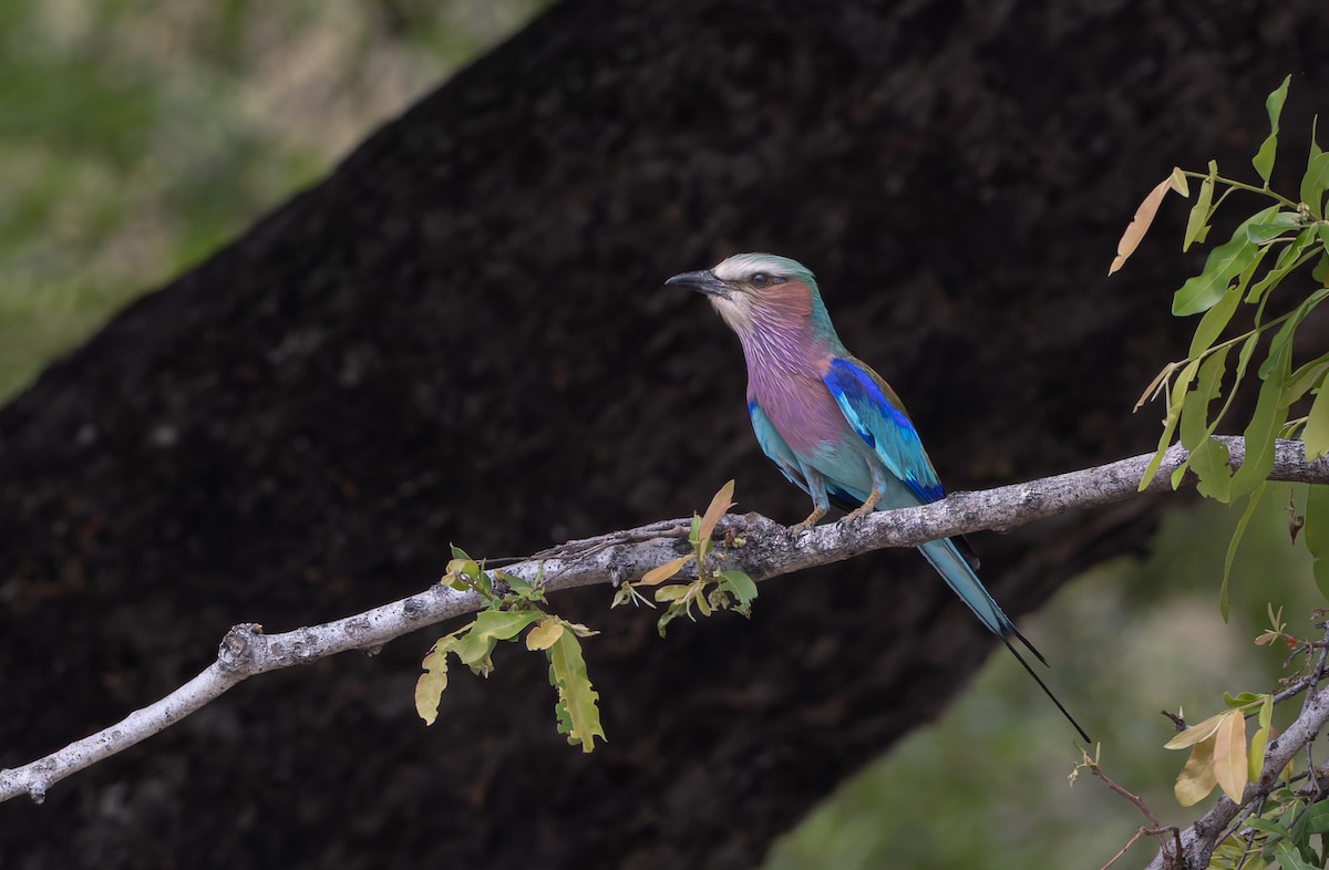 Lilac-breasted Roller - ML646697960