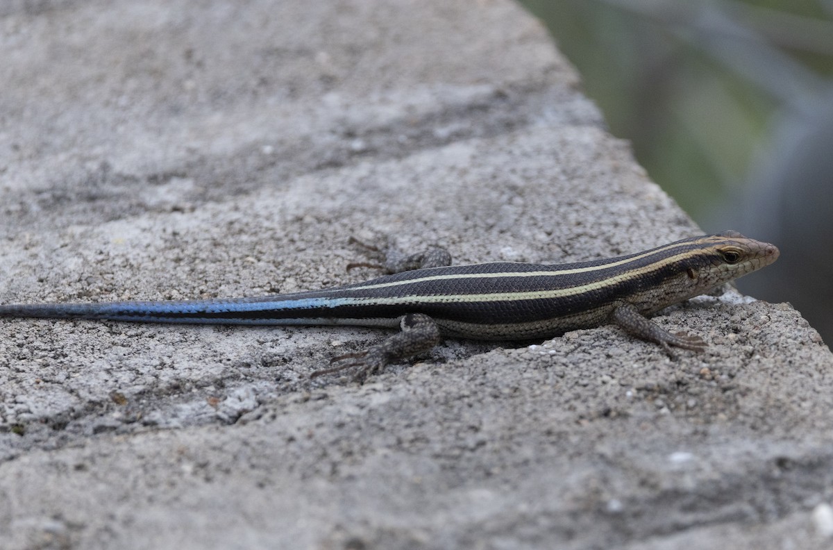 Rainbow Skink - ML646697968