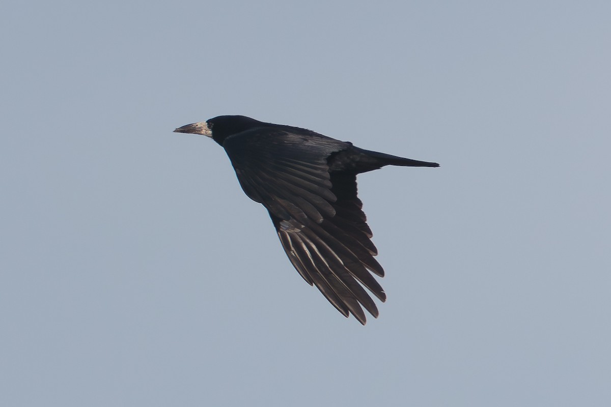 Ekin Kargası - ML646697971