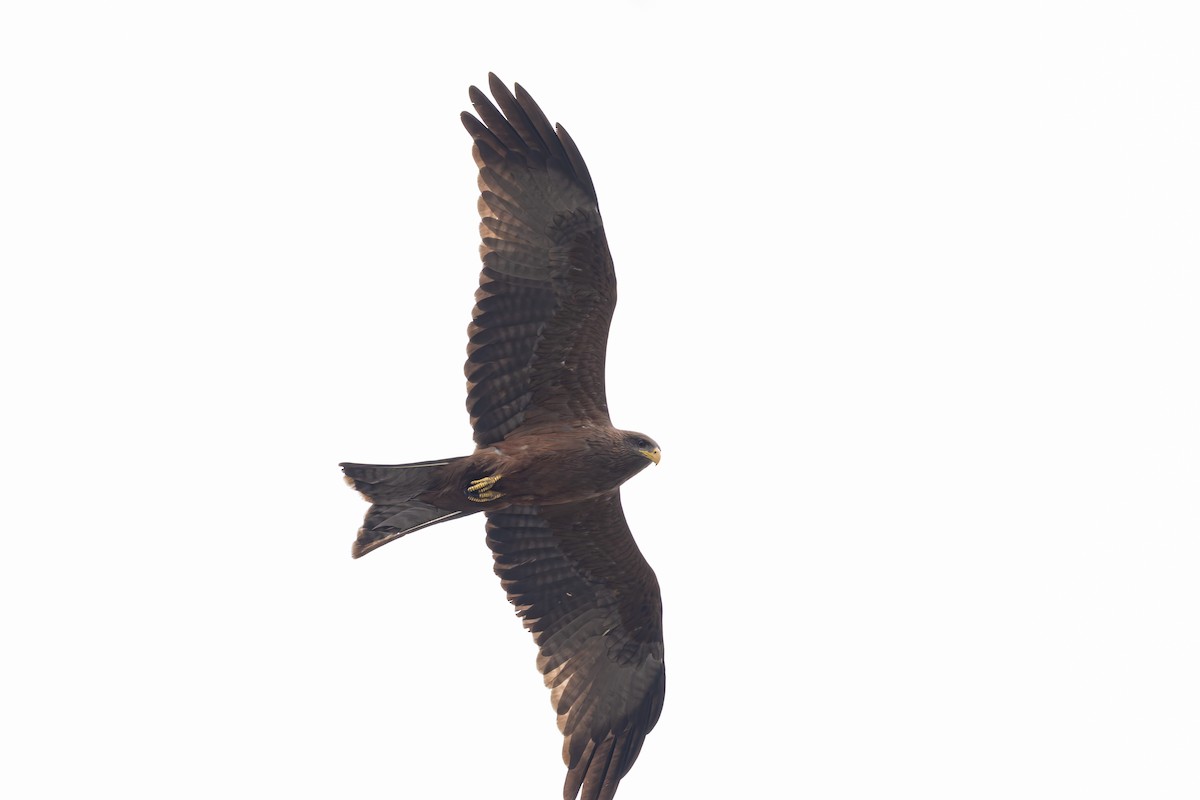 Black Kite - ML646697974