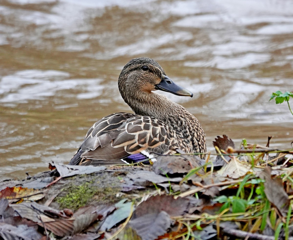 綠頭鴨 - ML646697976