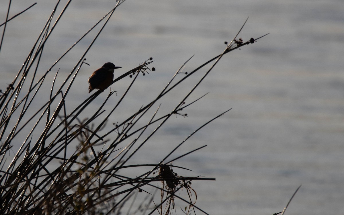 Martin arrantzalea - ML646697978