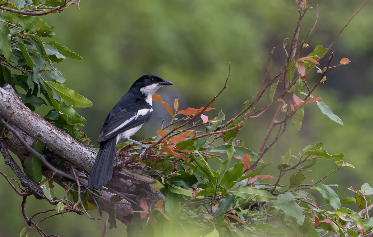 Gabon Boubou - ML646697980