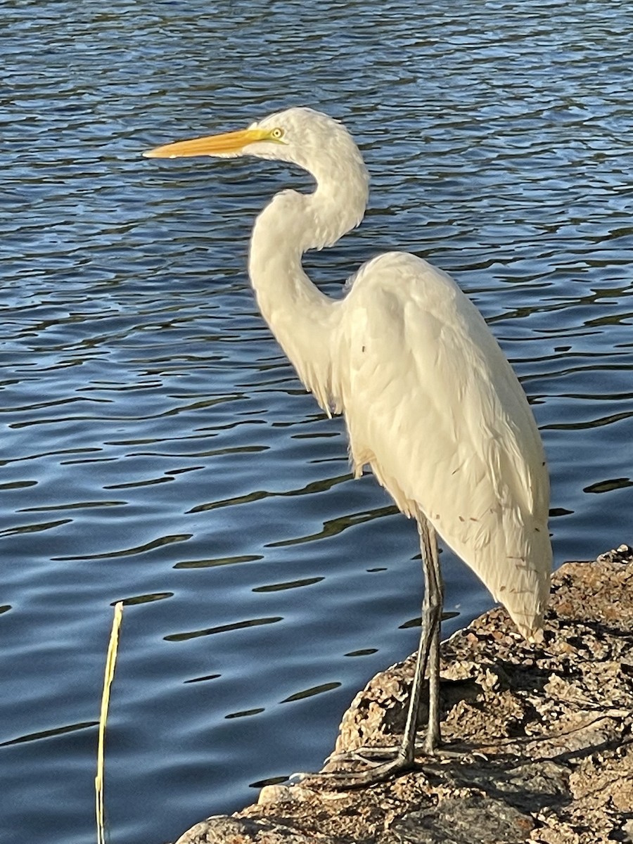 大白鷺 - ML646697981