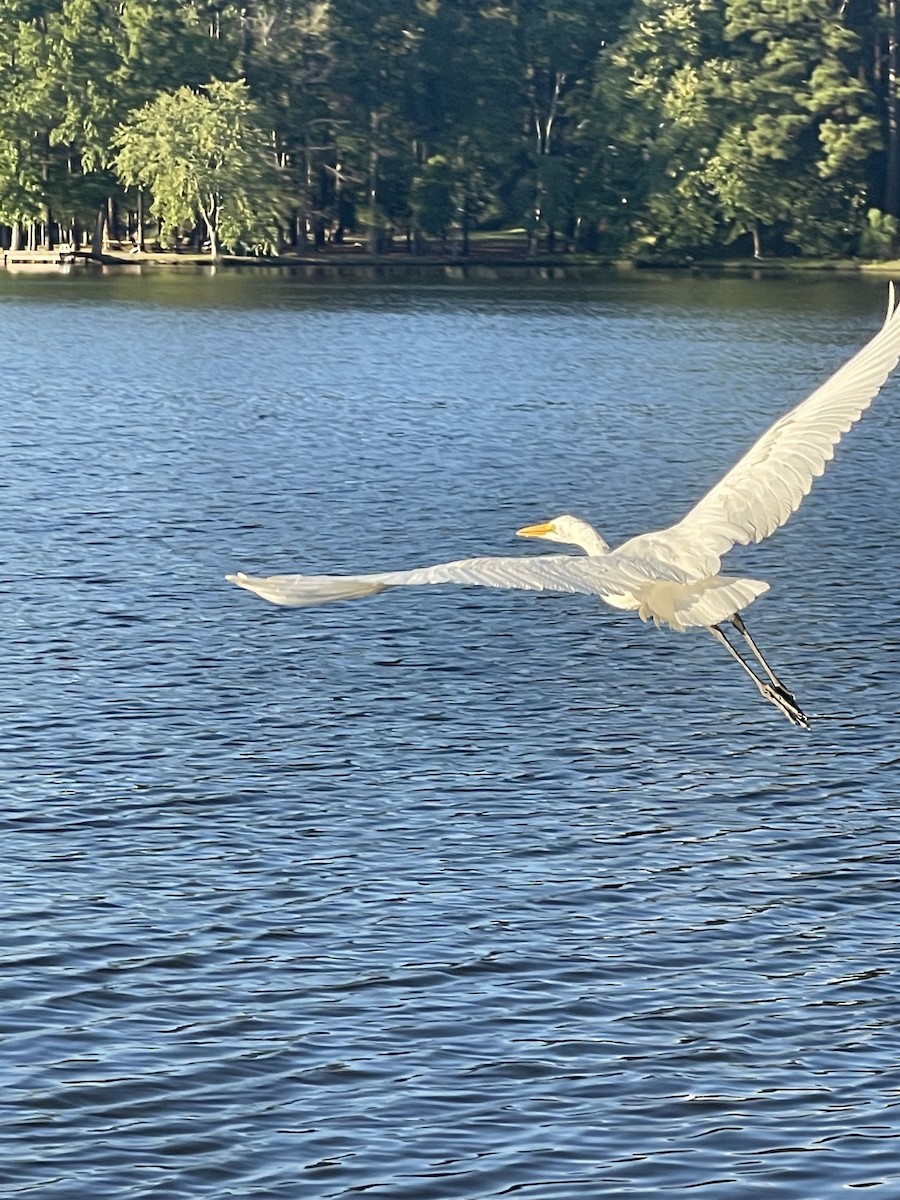 大白鷺 - ML646697982