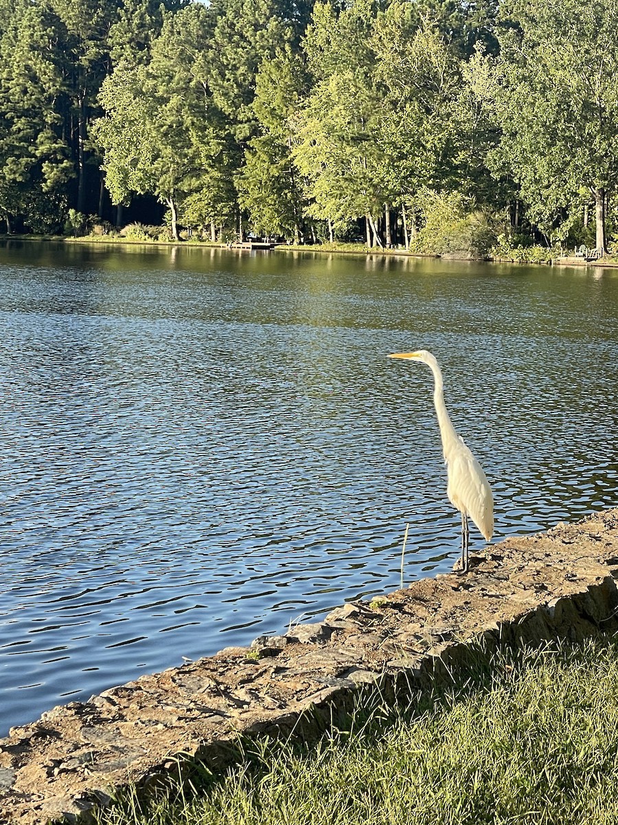 大白鷺 - ML646697983