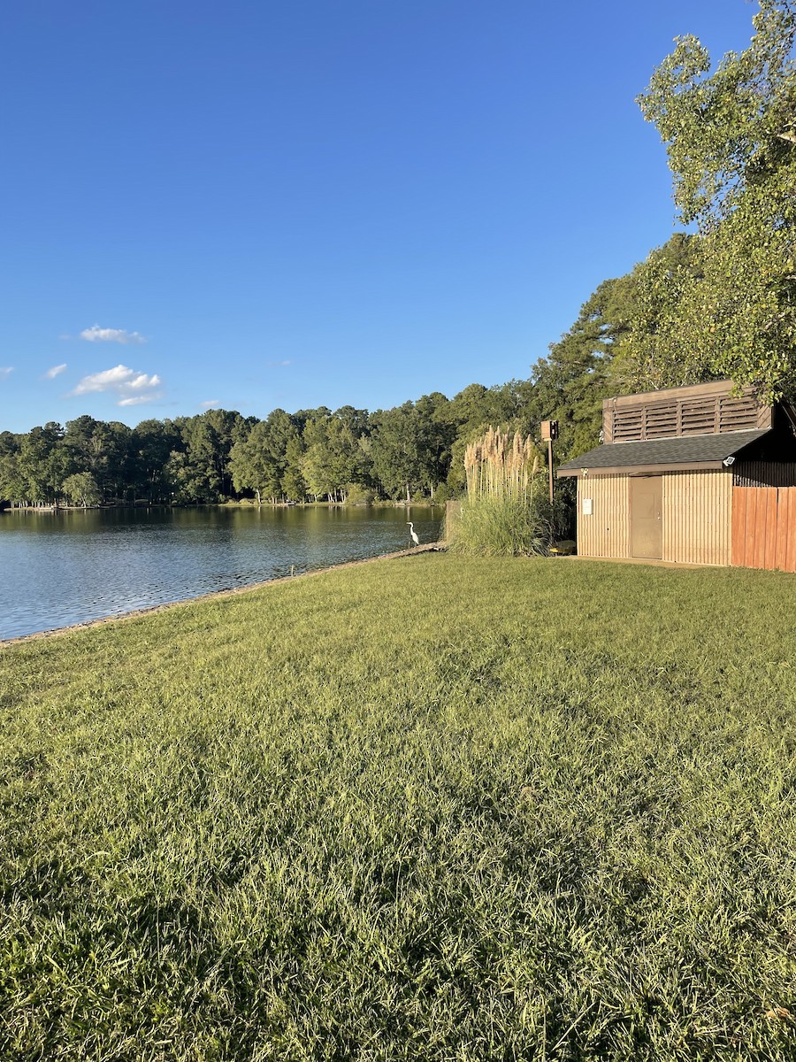 大白鷺 - ML646697984