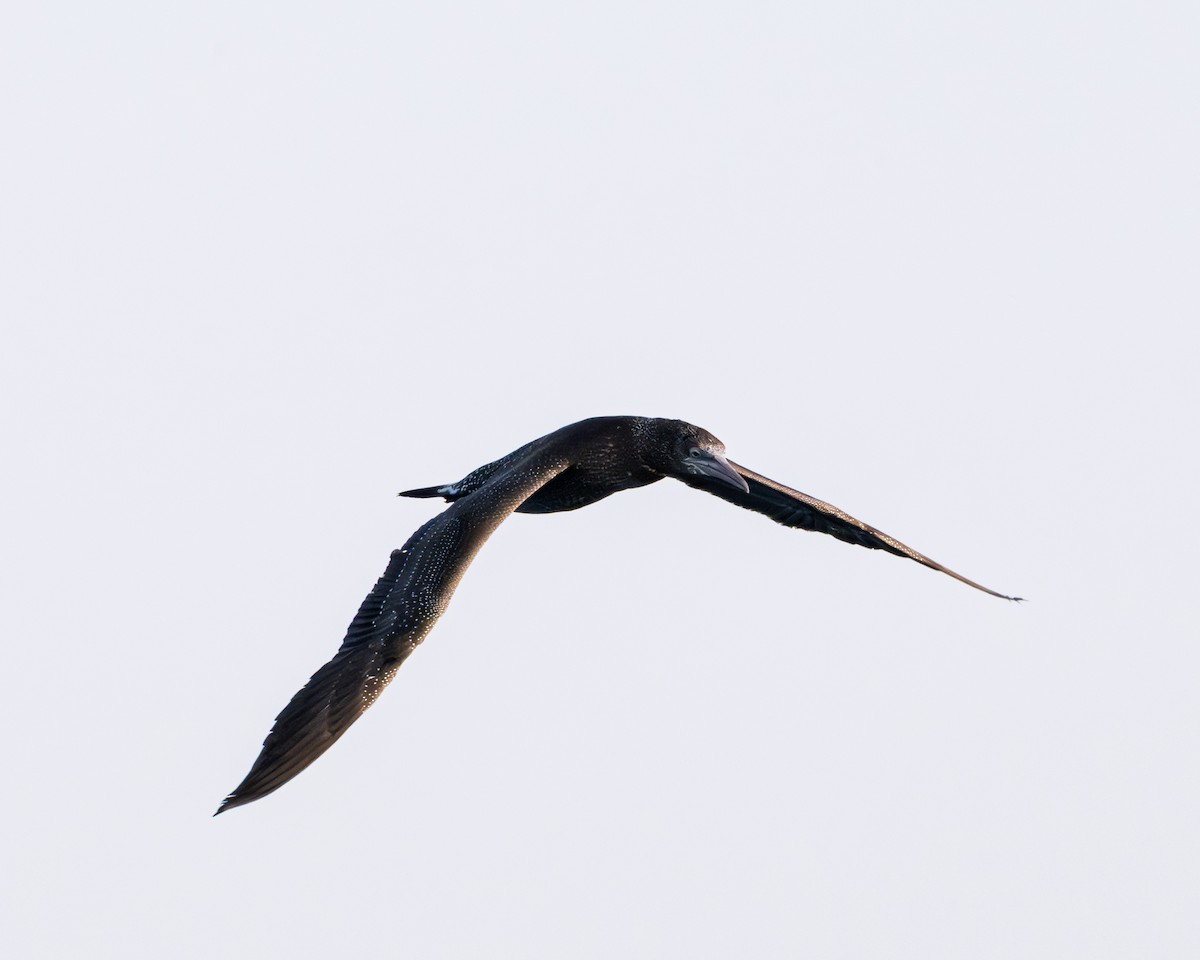 Zanga arrunta - ML646697985