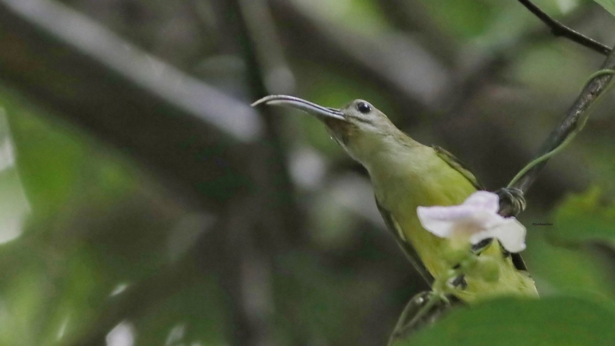Little Spiderhunter - ML646697986