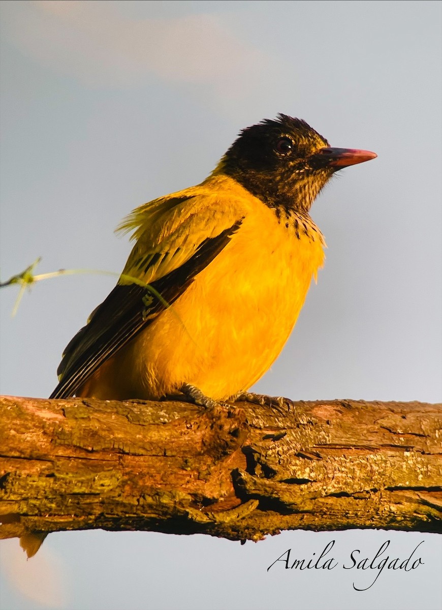 žluva černokápá - ML646697987