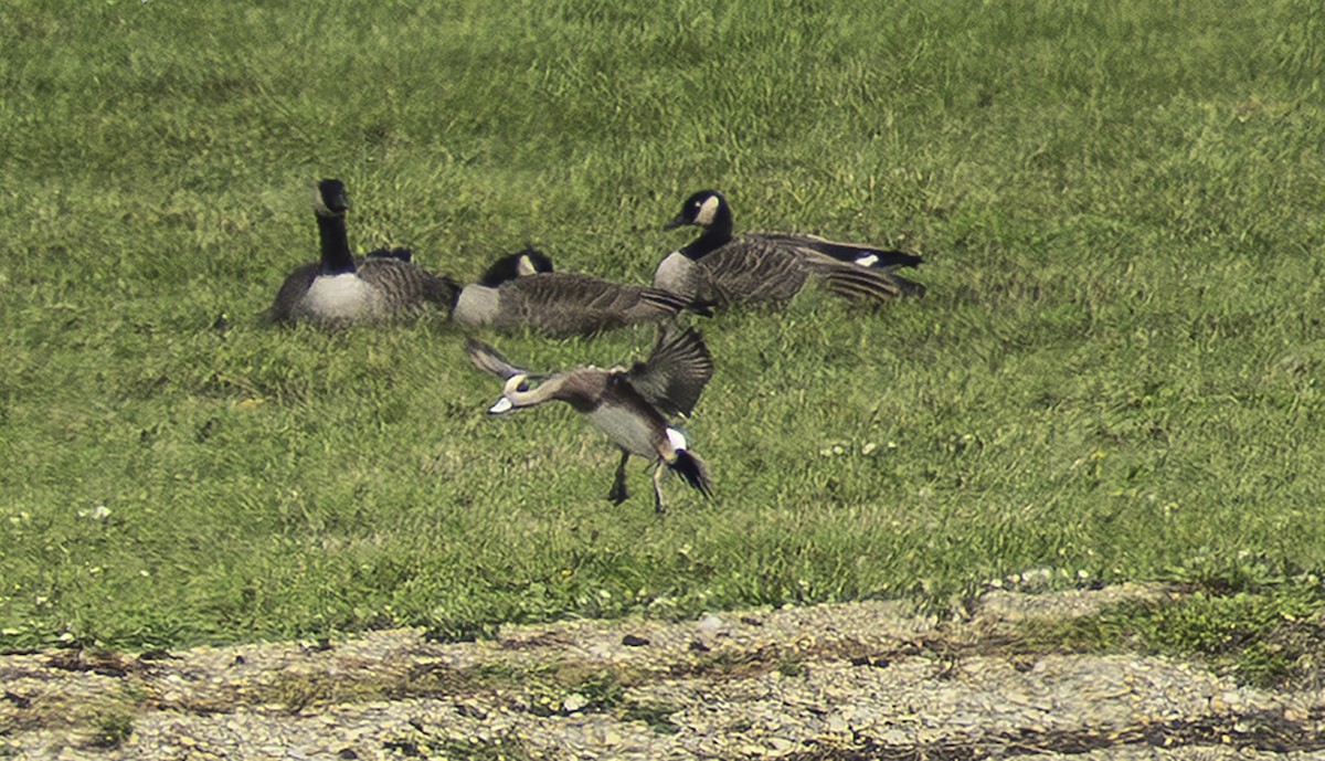 アメリカヒドリ - ML646697988