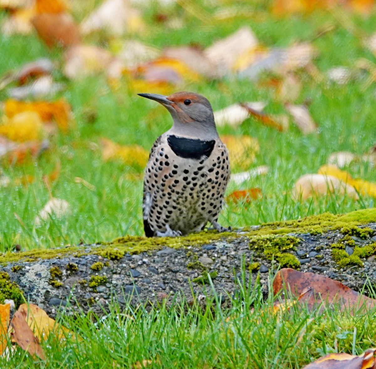 Northern Flicker - ML646697989