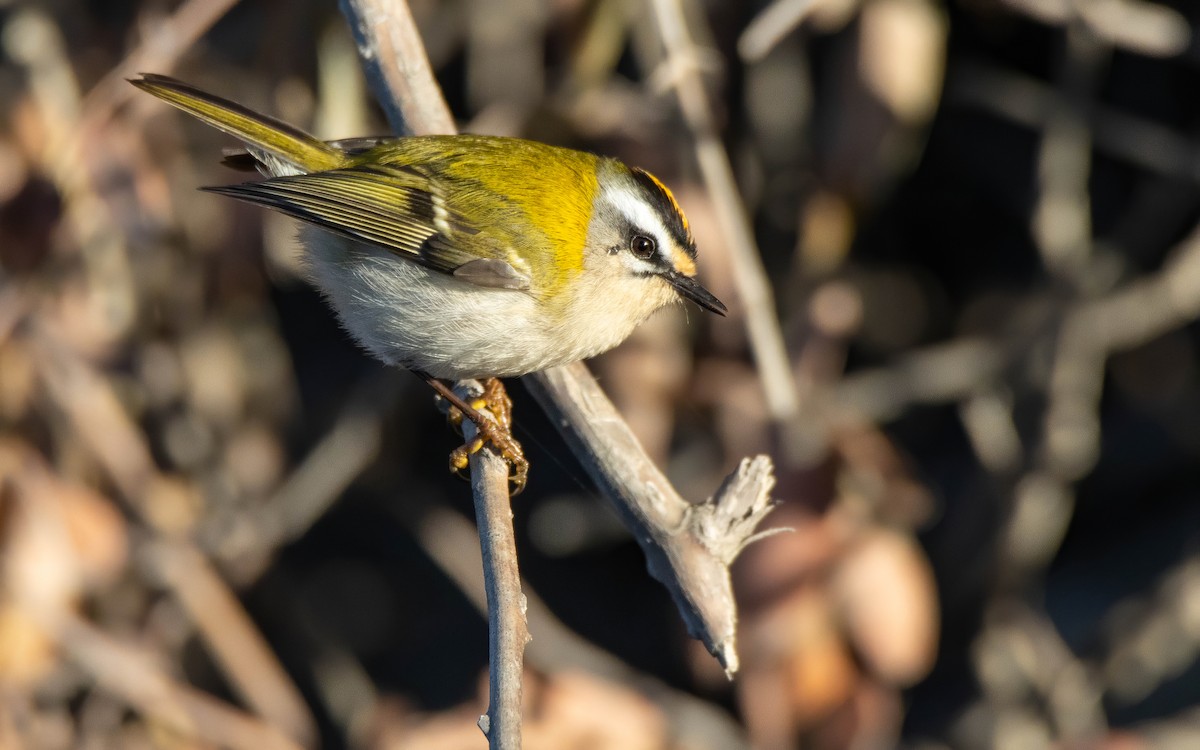 Erregetxo bekainzuria - ML646697990