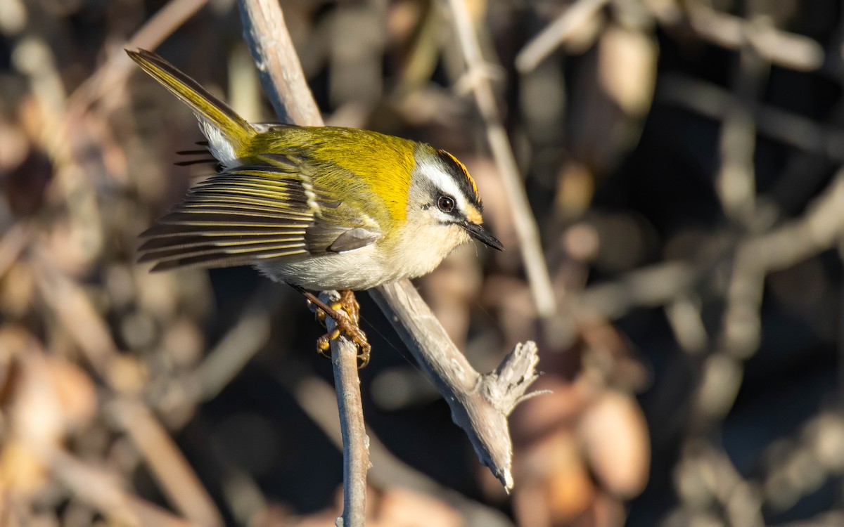 Erregetxo bekainzuria - ML646697991