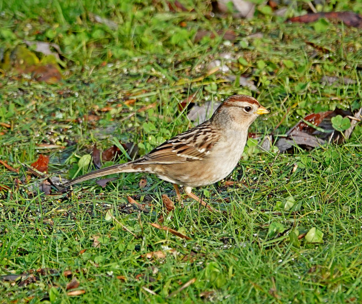 White-crowned Sparrow - ML646697998