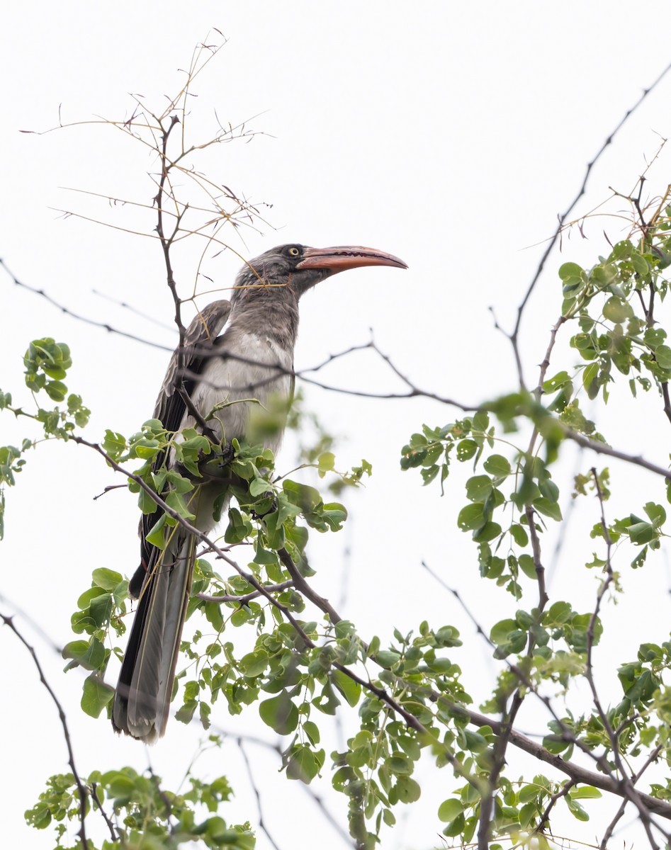 Bradfield's Hornbill - ML646698000