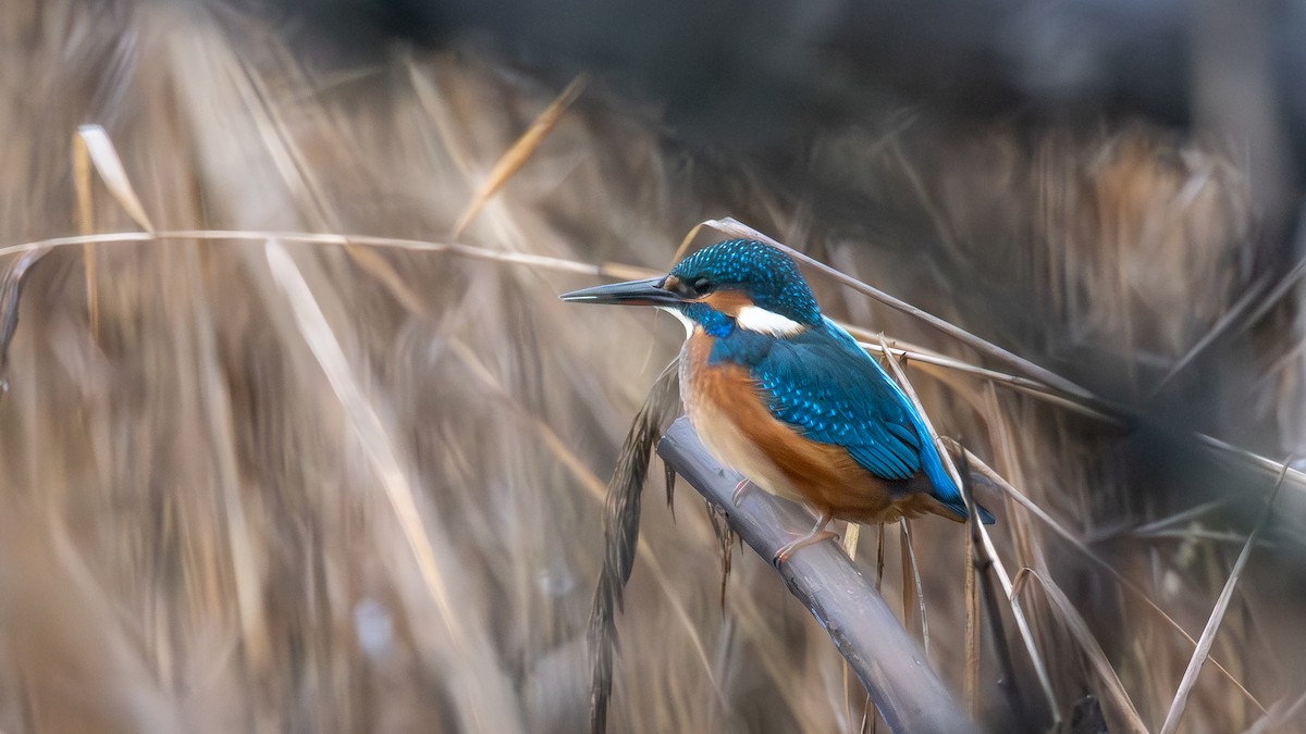 Common Kingfisher - ML646698006