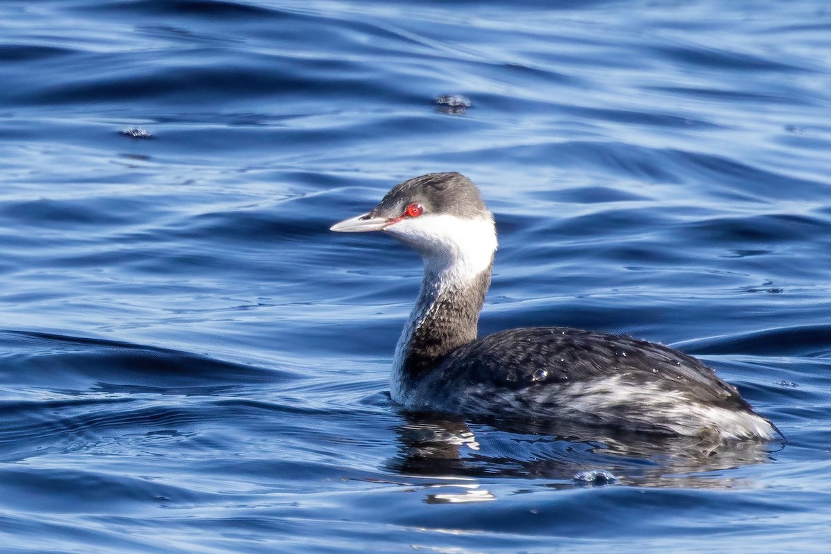 Ухаа шунгуур - ML646698007