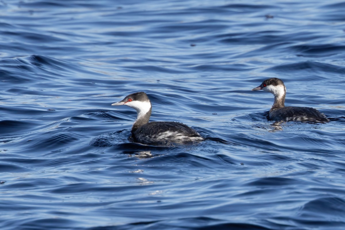 Ухаа шунгуур - ML646698008