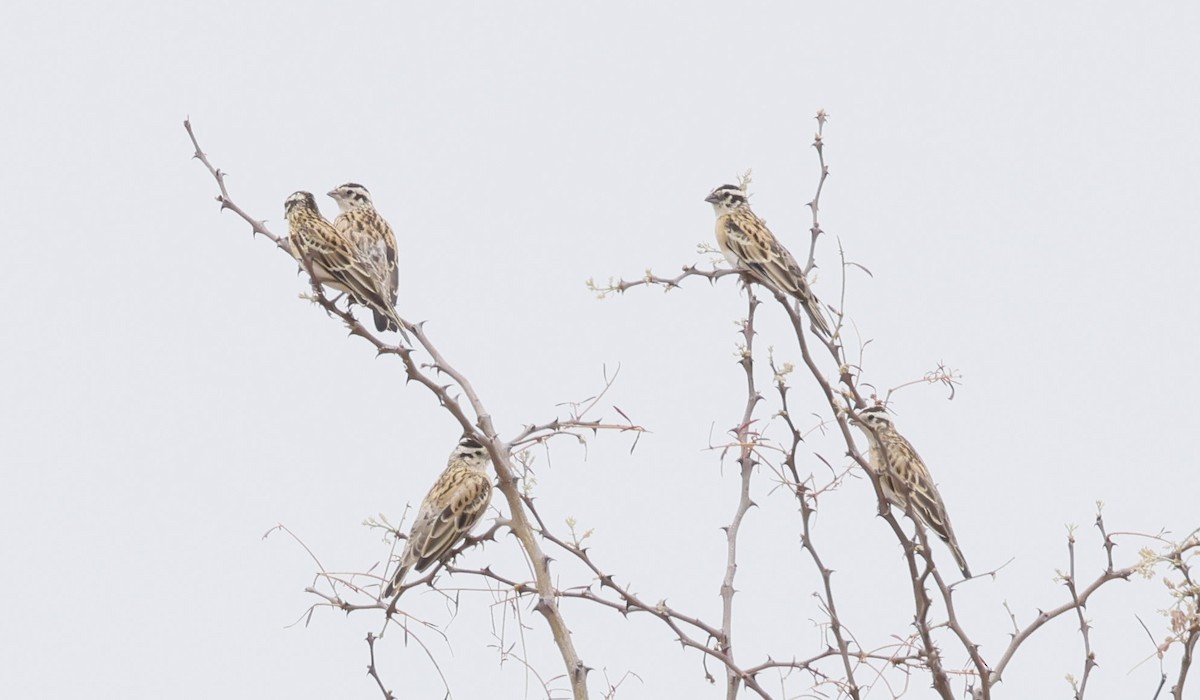 Eastern Paradise-Whydah - ML646698009