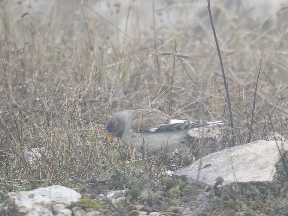 White-winged Snowfinch - ML646698010