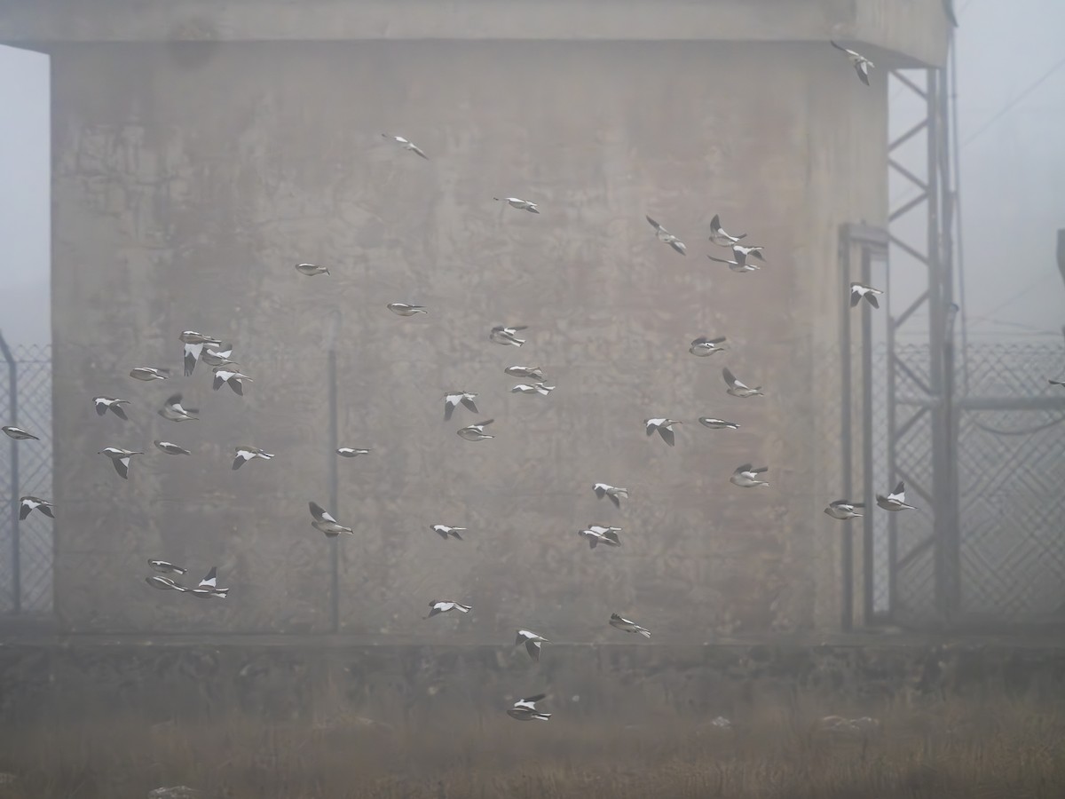 White-winged Snowfinch - ML646698011