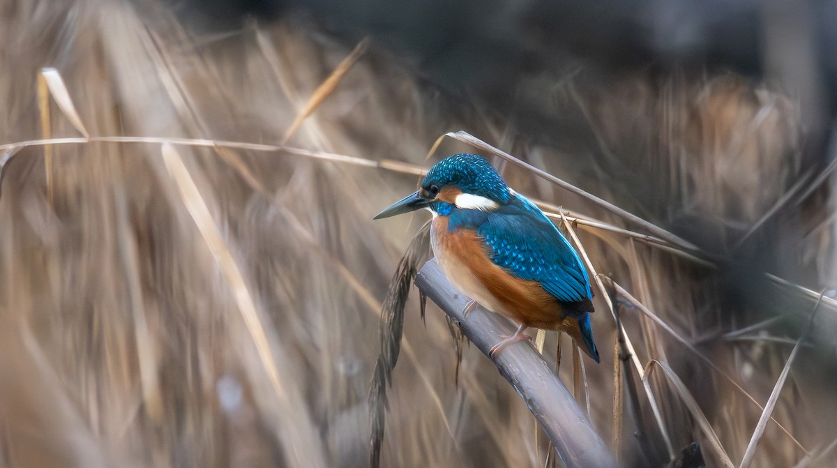 Common Kingfisher - ML646698019